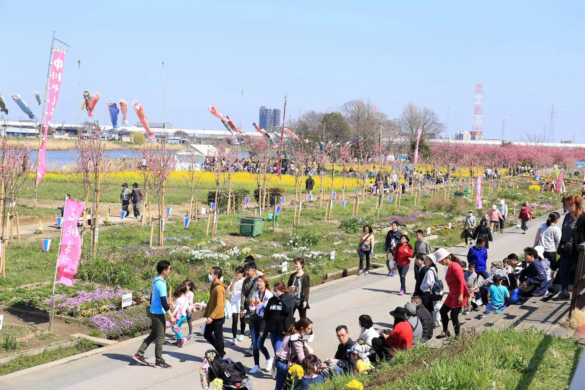 🌸 나카가와 야시오 플라워 파크 이미지 6